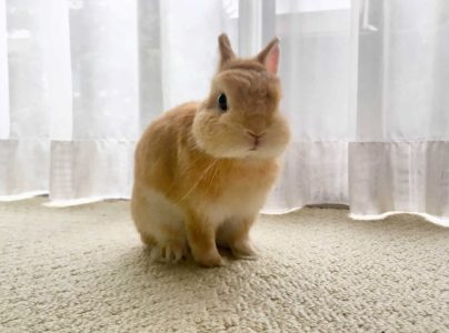 みーちゃんさん家のぷちまるくん