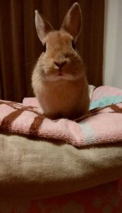 みるるさん家のみるくちゃん