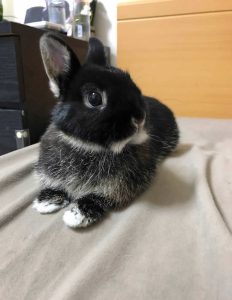 あおいさん家の海（カイ）くん