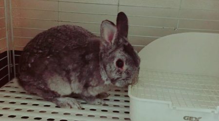 Mariaさん家のJazzくん