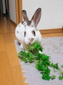 微妙さん家のぶん太くん