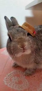 さきちぃさん家の銀くん