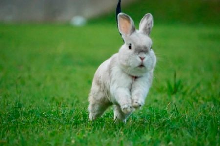 まるふくさん家のまるくん