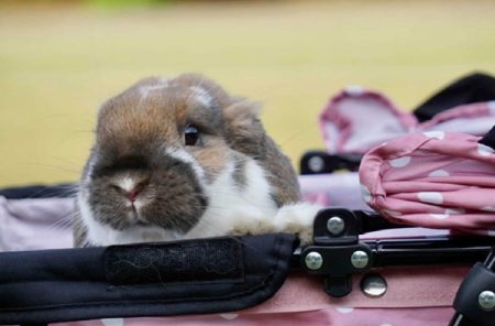 まるふくさん家のふくくん