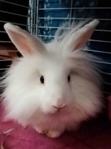 花咲マーさん家のシロスケくん