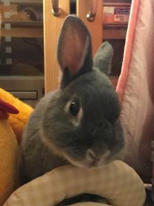 モケットさん家のノエルくん