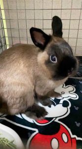 佐東さん家のもみじちゃん