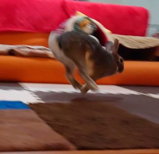 うーたんままさん家のうーたんくん