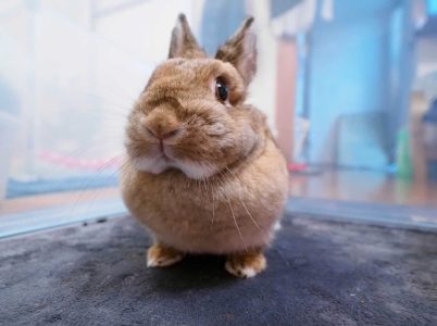 夏音パパさん家の美冬（みふゆ）ちゃん