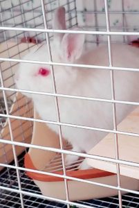 まゆたすさん家のりんくん