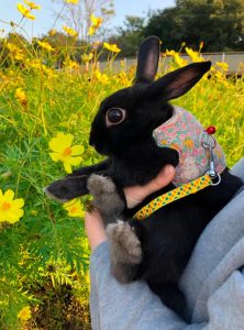 さくらママさん家のさくらちゃん