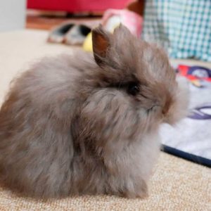 団長さん家のチョコくん