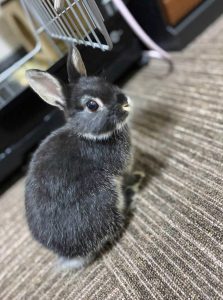 りなさん家のデミちゃん