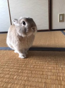 ゆーみんさん家のチャイくん