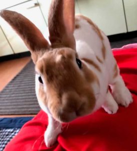 恵美子さん家の茶々丸くん