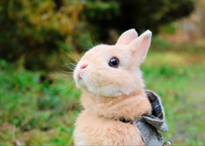 菫（すみれ）さん家の凛くん