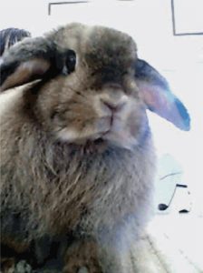 くるみママさん家のくるみちゃん