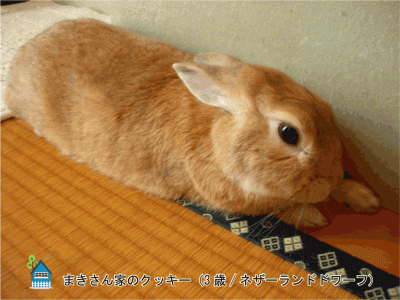 まきさん家のクッキーちゃん