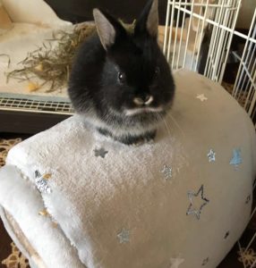 たいみずさん家のてんたんちゃん