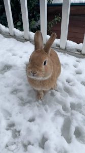 みきうさぎさん家のがやくん