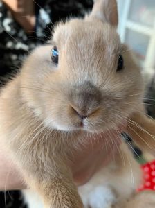 みきうさぎさん家のちゃろちゃん