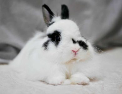 さわらさん家のしゅしゅまるくん