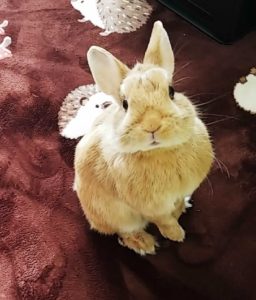 にこぴままさん家のにこくん