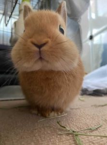 ひなたさん家のりつくん