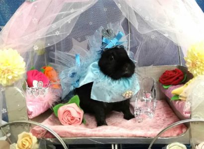 ぱんださん家のおはぎちゃん