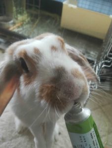 もちきんさん家のうーこりんちゃん