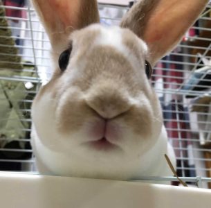 ソラペさん家のもちりくん