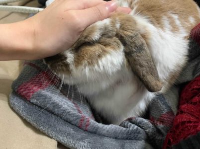 甲殻類さん家のぽーくん