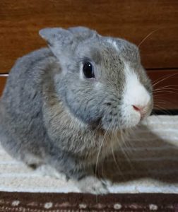 夏音さん家のゆきちくん