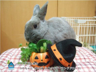 コロママさん家のコロちゃん