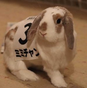 うさかめママさん家のミミちゃん