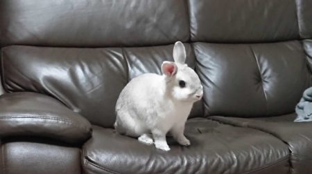 ちこさん家のうなぎくん