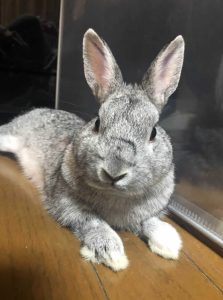 かこさん家のシャンくん