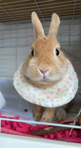 たまさん家の麦くん