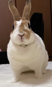 みささん家のてまりちゃん