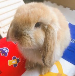 ほぞごえさん家のめめちゃん