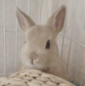 しのさん家のまーるくん