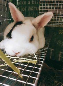 晴雲さん家ののえるくん