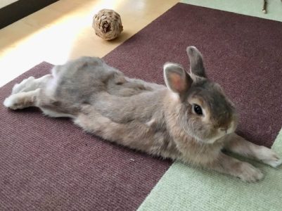 蘭ママさん家の蘭ちゃん