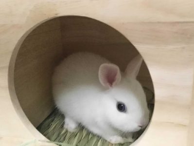 gan＄girlさん家のハッピちゃん