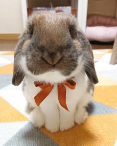 フィエールマンさん家のプス太くん