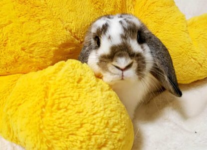 あここさん家のししゃもくん