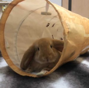 りんたろさん家のむさしくん