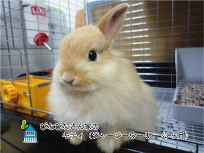 ぴなぴなさん家のキティちゃん