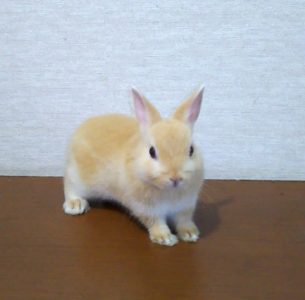 たけとみさん家のイースターくん