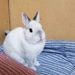 のりちゃんさん家のモコくん